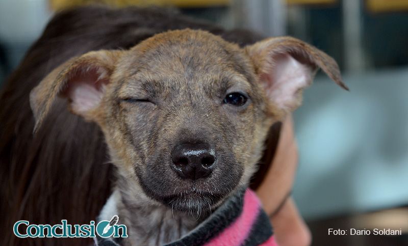 Una mutual brinda cobertura médica para mascotas por primera vez en el país