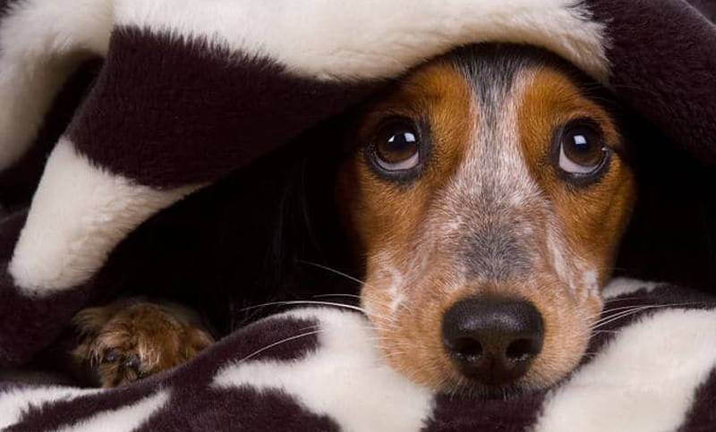 Italia prohibió la pirotecnia ruidosa para proteger a los animales