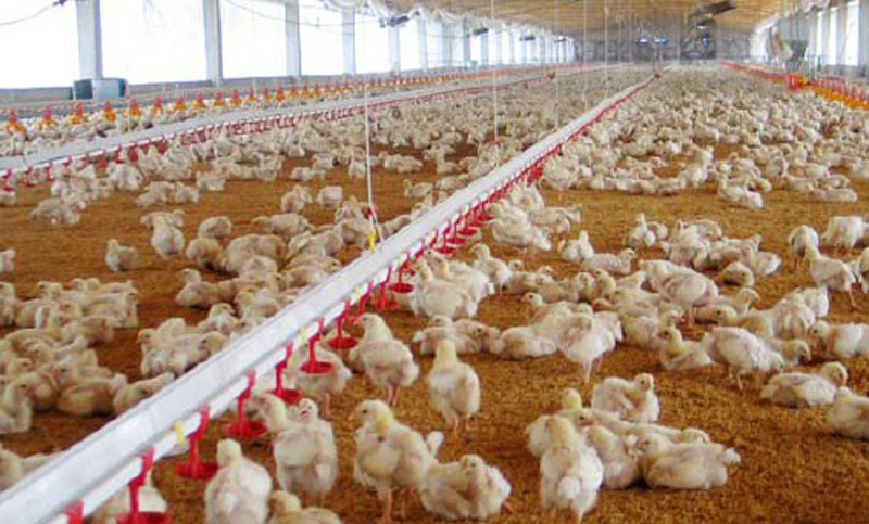 La producción avícola creció un 8% en el primer trimestre