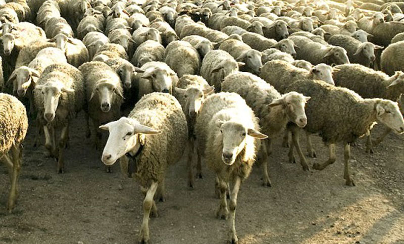 Estudio revela que humanos se comportan de forma idéntica a rebaño de ovejas