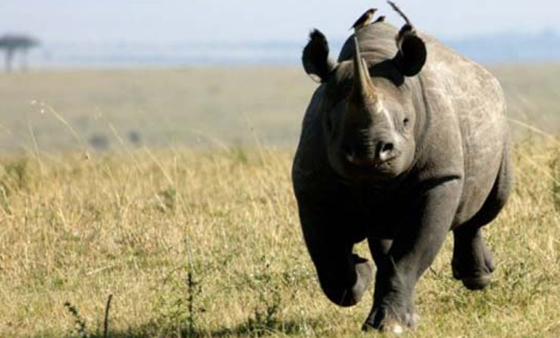Ruanda busca salvar a rinocerontes extinguidos hace diez años