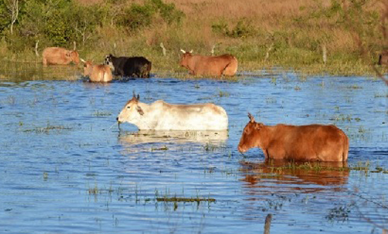 Las inundaciones en Corrientes perjudican al ganado en el norte de la provincia