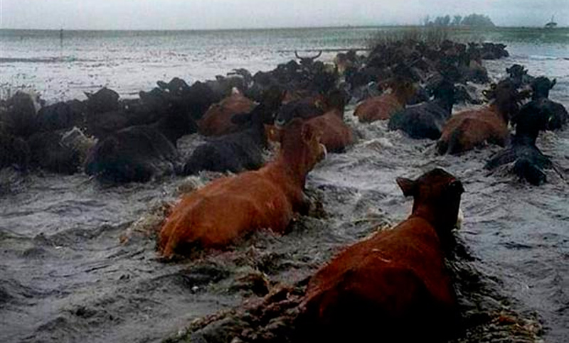En Corrientes alertan que podrían morir hasta 120.000 vacas por las inundaciones