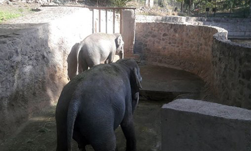 Cuatro elefantes del zoo de Mendoza serán llevados a un santuario