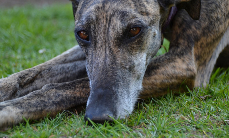 Un hombre mató a un galgo de un disparo en la localidad de Maciel