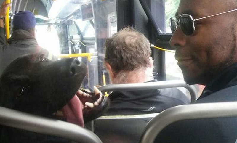 Eclipse, la perra que disfruta de viajar a diario en colectivo