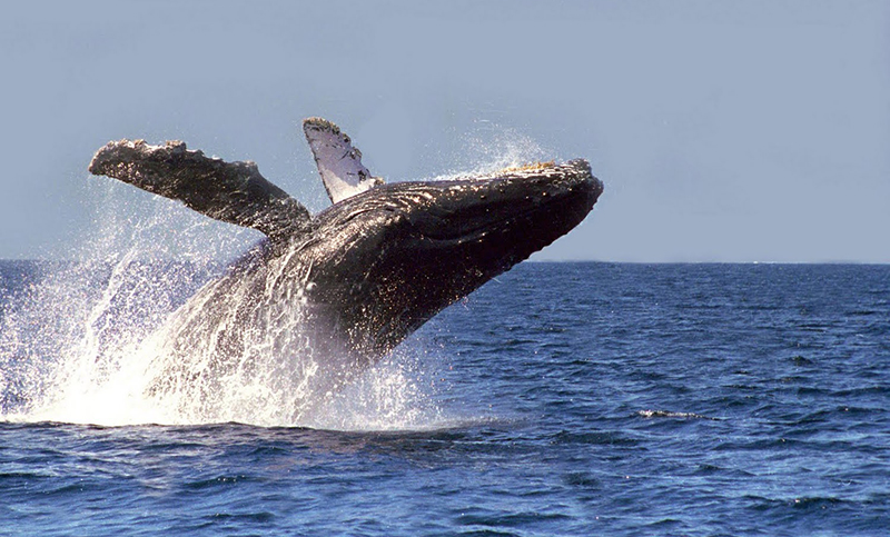 La central nuclear de Río Negro podría afectar a ballenas y delfines