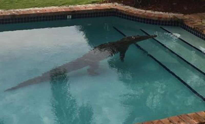 Una mujer encontró un caimán en la piscina de su casa