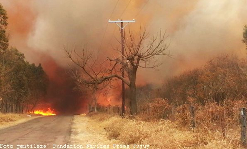 Restaurarán en Jujuy miles de hectáreas de bosques nativos degradados por incendios