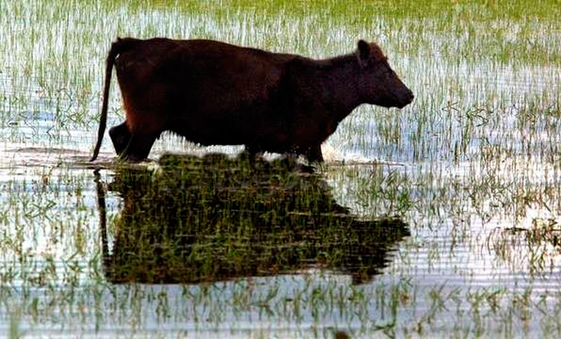Corrientes, Chaco y Formosa: el drama de las inundaciones