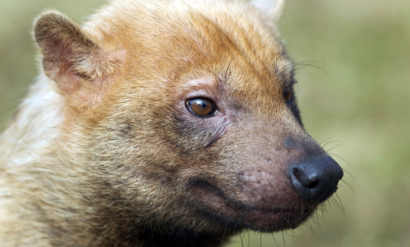 Descubren a una extraña especie de zorro en Misiones