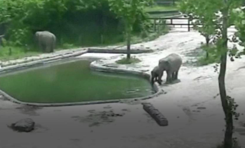 Dos elefantes rescatan a una cría de una fuente de un zoológico