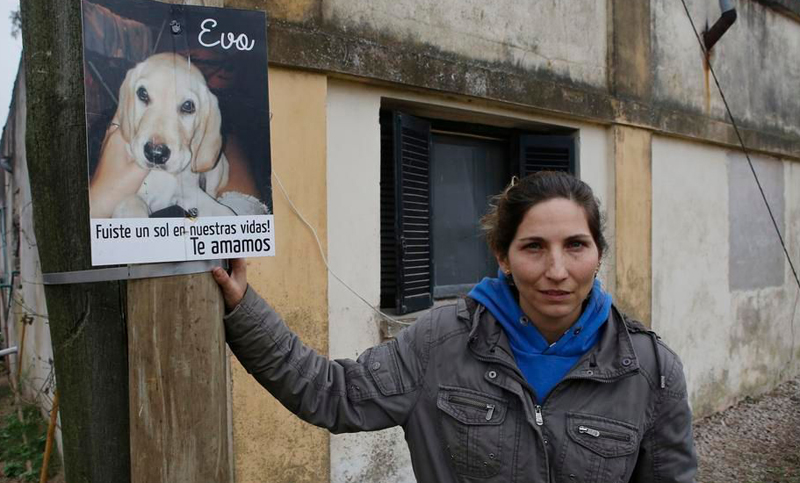 Horror en un pueblo por la muerte de más de 400 perros