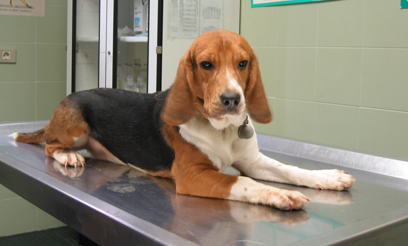 En una localidad de España no sacrificarán animales desde 2020