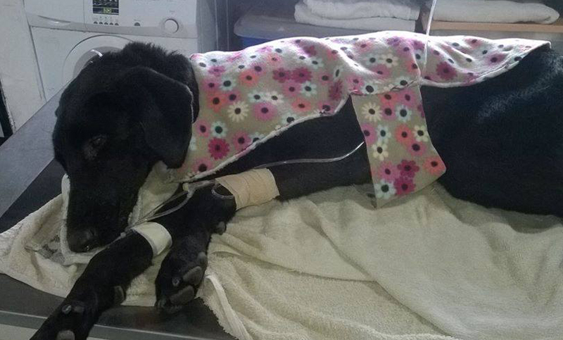 Se necesitan “con urgencia” donaciones para dos perros enfermos