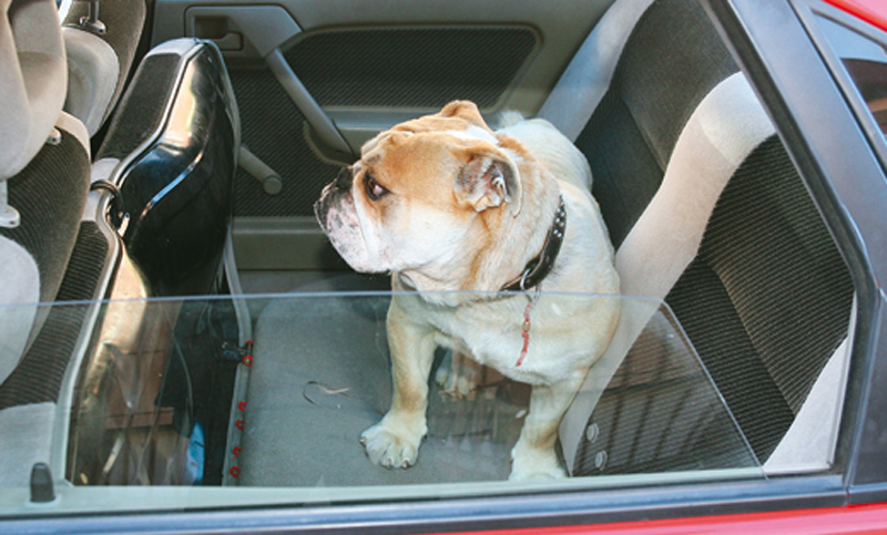 Las mascotas podrán viajar en los vehículos de Easy Taxi en Rosario