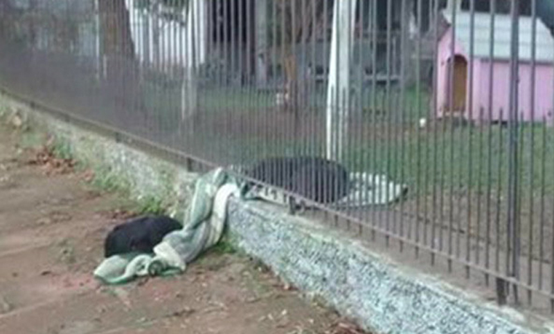 Un cachorro comparte su manta con un perro callejero