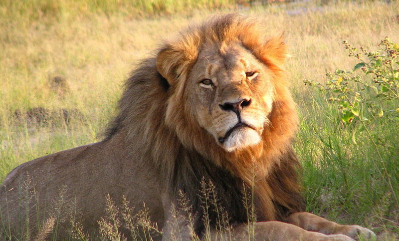 Mataron en Zimbabwe al hijo del león Cecil