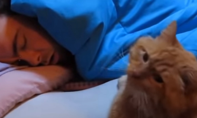 Los gatos que cumplen el rol de despertador para sus dueños