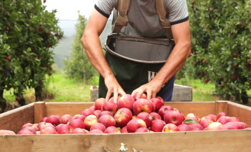 Se aprobó en Diputados la emergencia económica para peras y manzanas