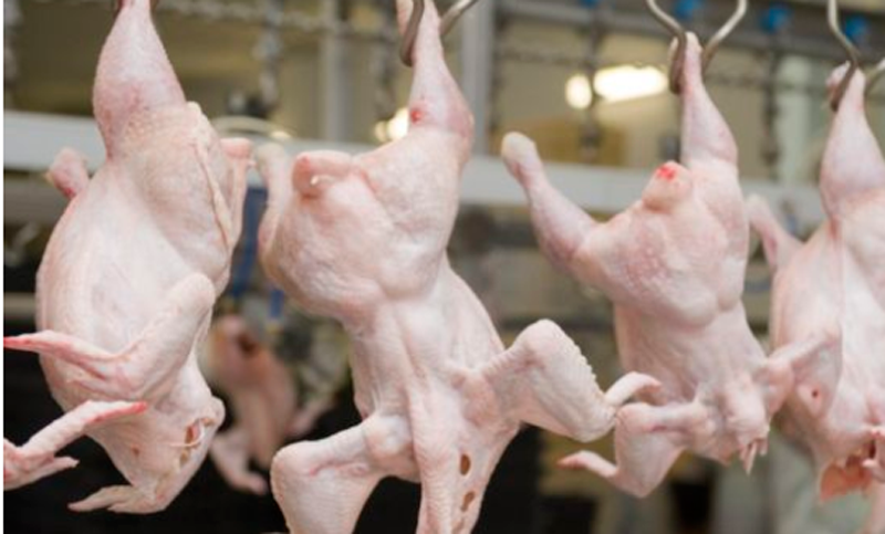 ¿Qué es el pollo clorado y por qué causa polémica entre Estados Unidos y la Unión Europea?
