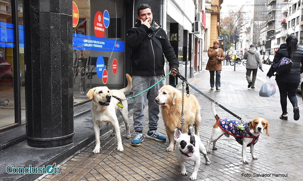 Mientras los dueños trabajan, él los pasea… así es la vida del cuidador de perros