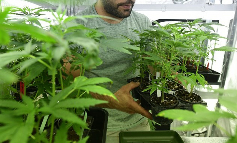 Paraguay comienza a comercializar aceite de cannabis para usos terapéuticos