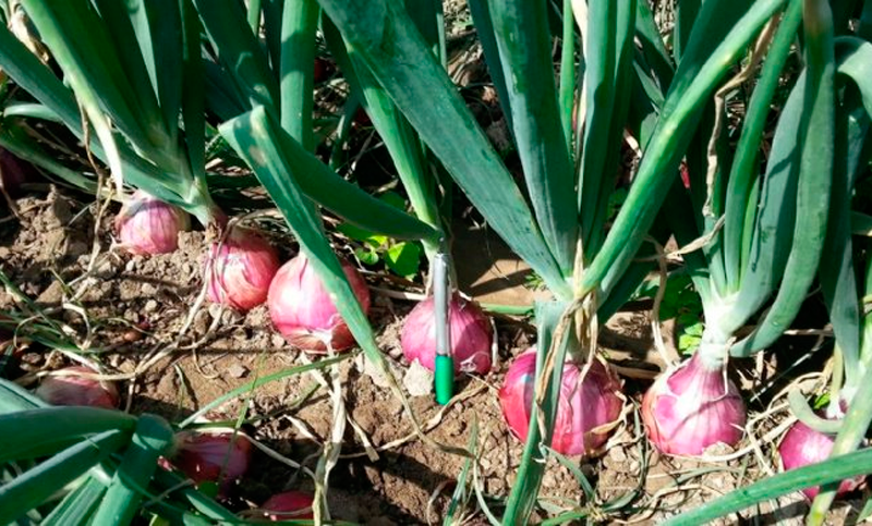 Productores de cebolla, preocupados por la crisis del sector