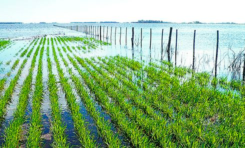 La próxima cosecha gruesa muy complicada por el agua
