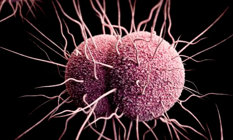 Descubren vacuna contra la meningitis que cura la gonorrea