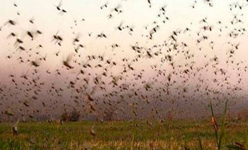 Argentina, en emergencia nacional sanitaria contra la plaga de langostas