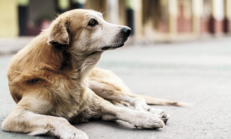 Se celebra el Día Internacional del Perro Callejero