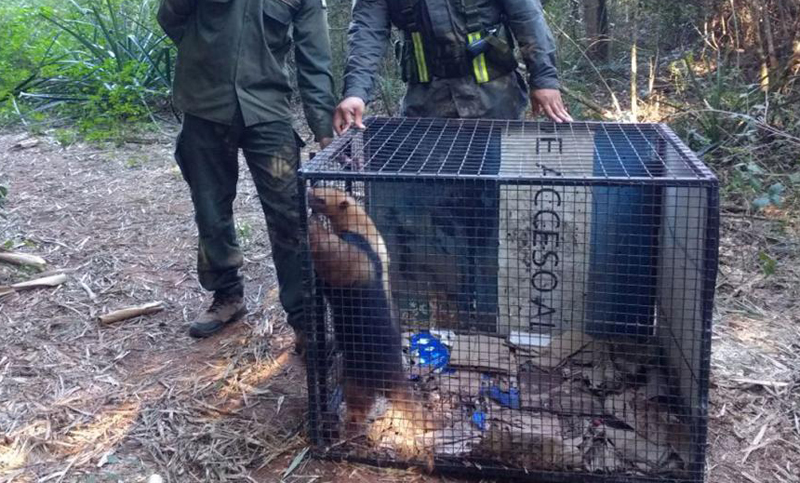 Un oso que caminaba por la ruta fue enviado a su hábitat natural