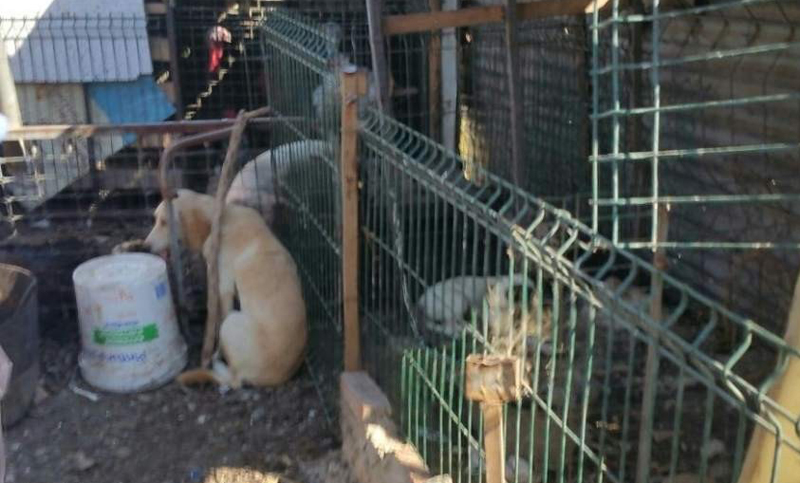Rescatan a 21 animales que se encontraban en malas condiciones
