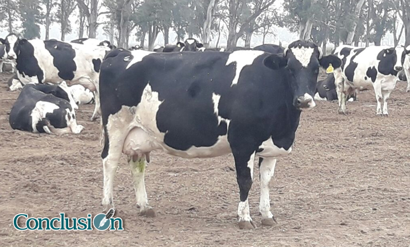 Argentina es el segundo país con la leche más cara del mundo