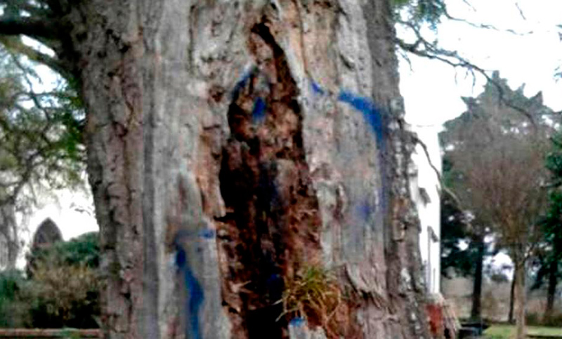 Conmoción en Córdoba por la imagen de la Virgen en un árbol