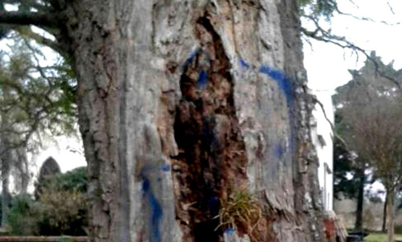 Una virgen apareció en un árbol de una localidad cordobesa