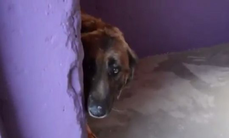 Las sensaciones de un perro al ser acariciado por primera vez