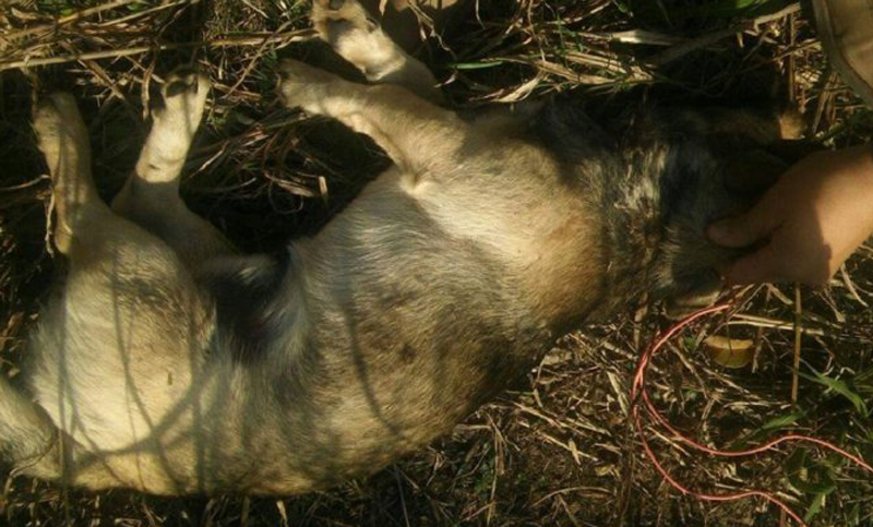 Rescatan un perro al que habrían intentado ahorcar