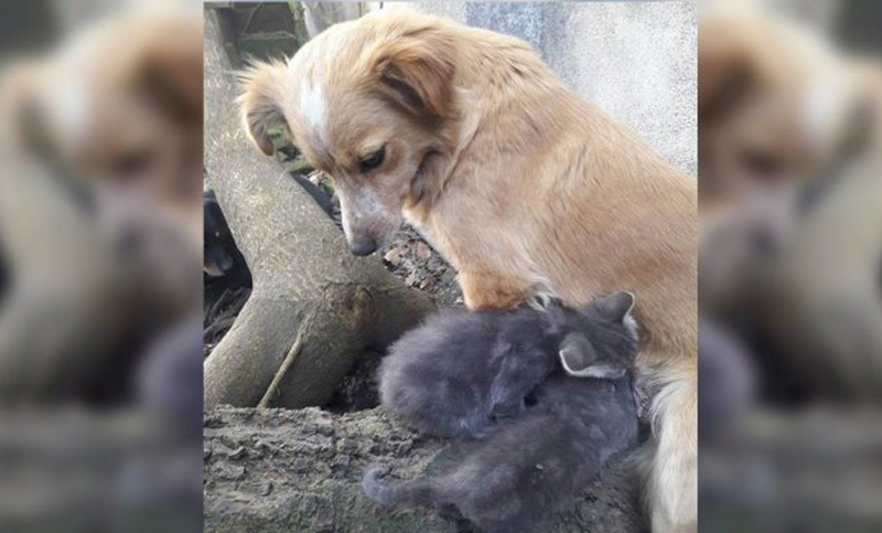 Una perra hace de mamá de dos gatitos que fueron abandonados en una ruta