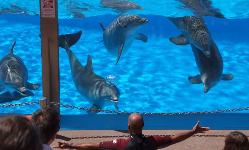 Prohíben los delfines en cautiverio en la ciudad de México