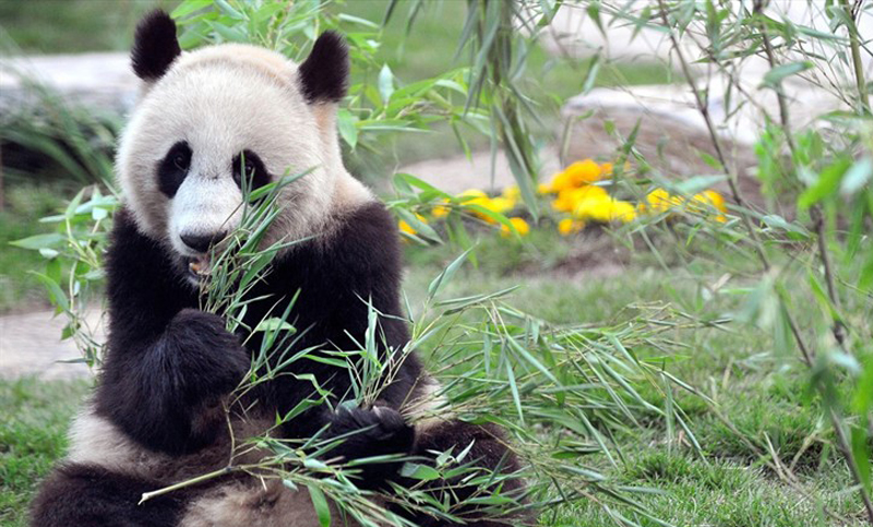 Panda octogenaria dio a luz a cachorros gemelos en China