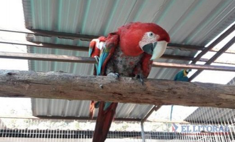 Rescataron a cuatro guacamayos de una vivienda en Corrientes