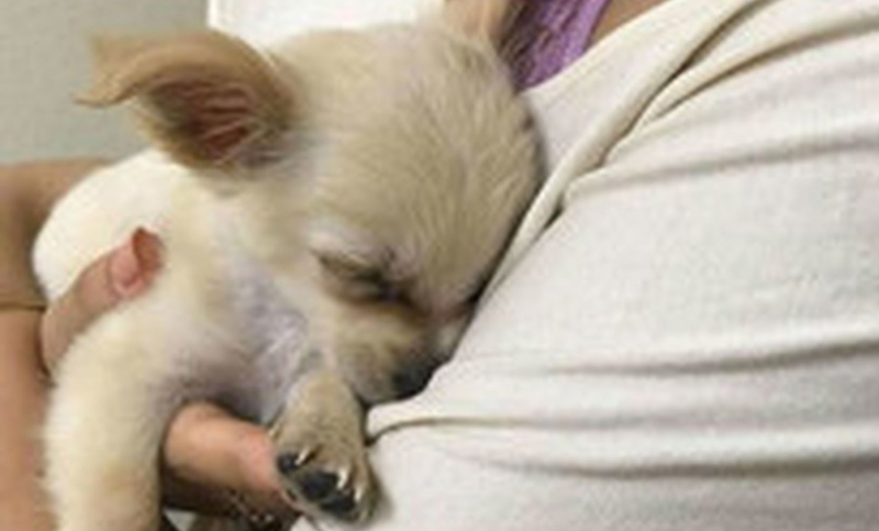 Un cachorro fue abandonado en un aeropuerto con una conmovedora nota