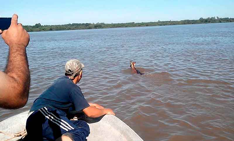 Increíble pero cierto: un ciervo fue rescatado de las aguas del río Paraná
