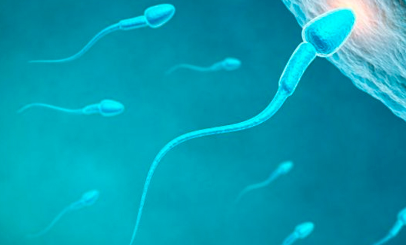 Los hombres occidentales pierden espermatozoides vertiginosamente