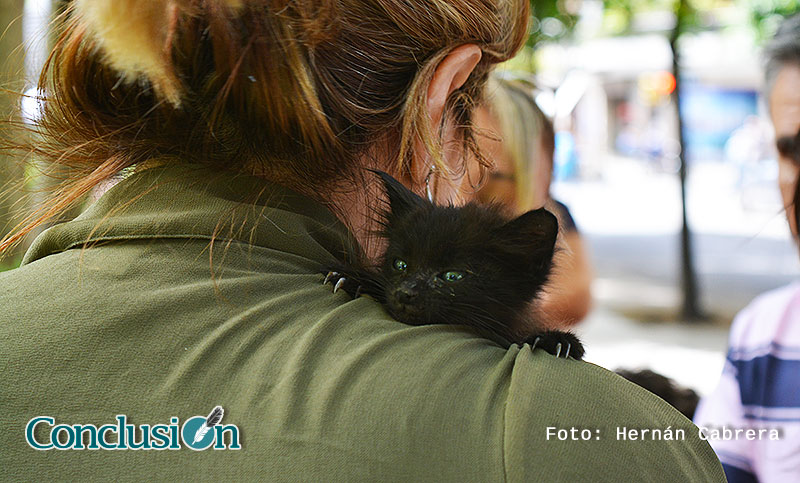 Día Internacional del Gato: una fecha para agasajar a nuestros amigos