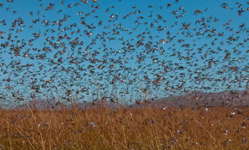 La plaga de langostas abarca a más provincias argentinas