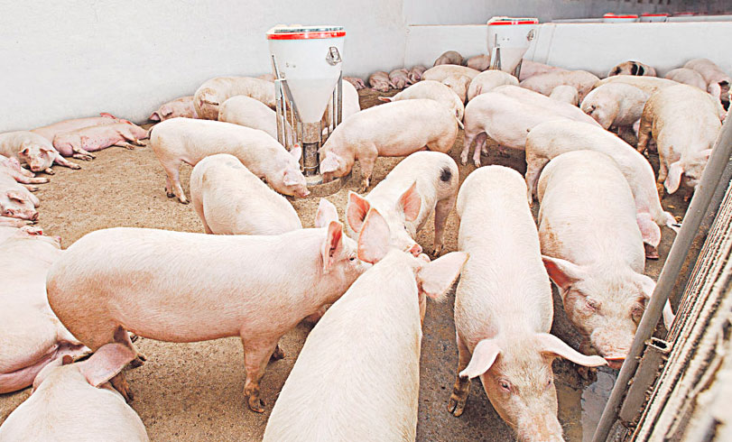 La importación de cerdo de EE.UU. pone en peligro cerca de 35 mil empleos