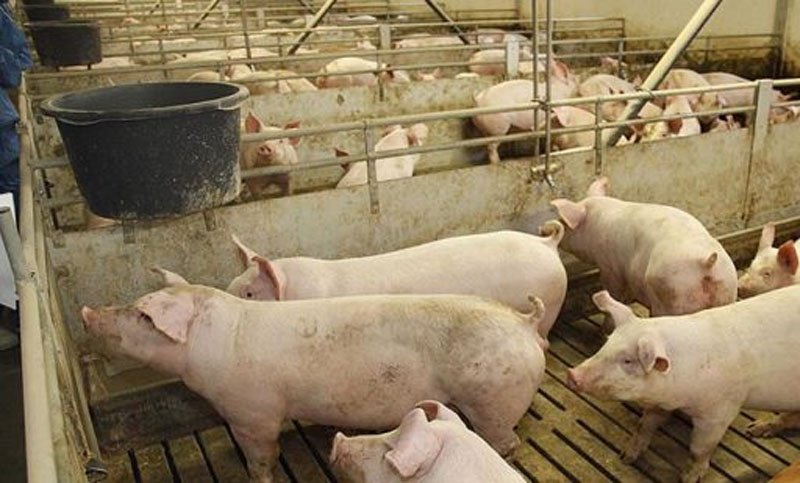 Cónclave para tratar la preocupación por la importación de cerdos de Estados Unidos
